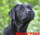   Nicol` Poli