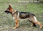 ltext 1107034237.p 2009191951.kat1