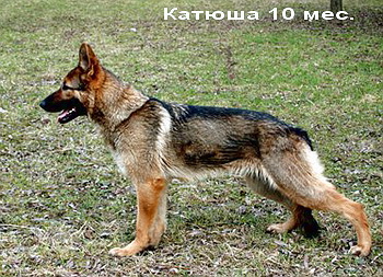 ltext 1107034237.p 2009191951.kat1