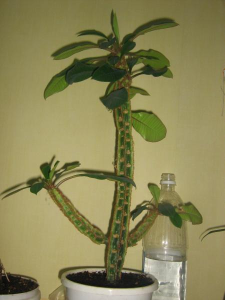 IMG 0011